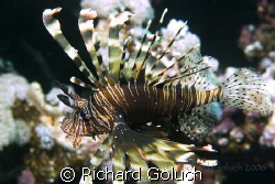 Lionfish- picture taken in 2006 Red Sea Canon 20 D 60 mm ... by Richard Goluch 